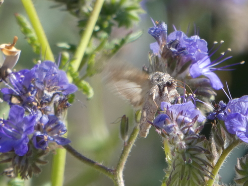 iNaturalist observation photo of Butterflies and Moths