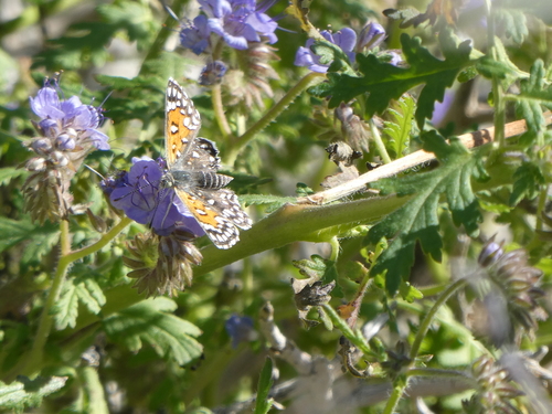 iNaturalist observation photo of Apodemia