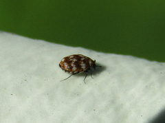 Anthrenus verbasci