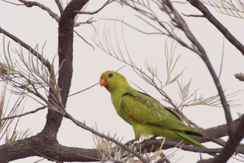 Aprosmictus erythropterus