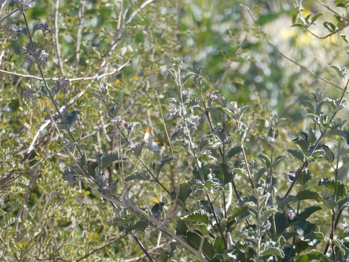 iNaturalist observation photo of Sara Orangetip
