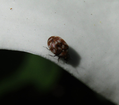 Anthrenus verbasci