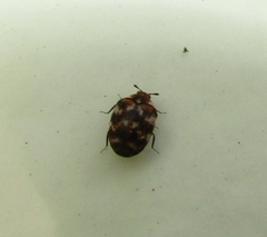 Anthrenus verbasci