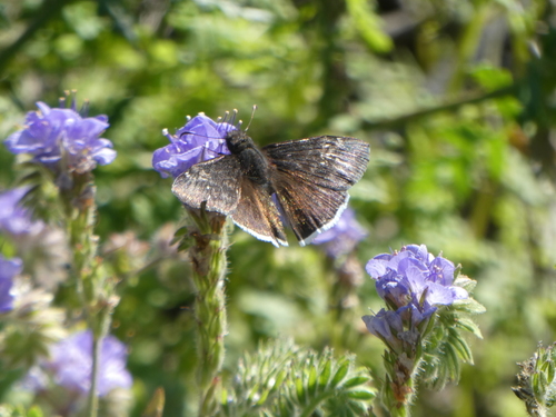 iNaturalist observation photo of Funereal Duskywing