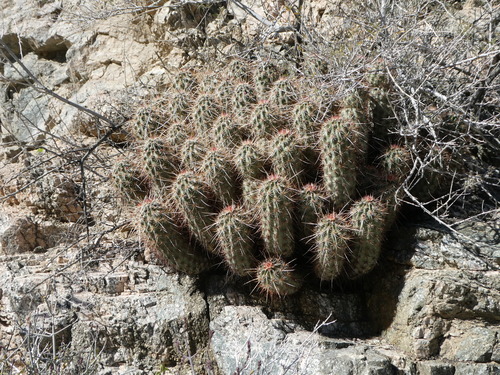 iNaturalist observation photo of Echinocereus engelmannii engelmannii