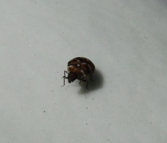 Anthrenus verbasci