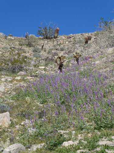 iNaturalist observation photo of Arizona lupine