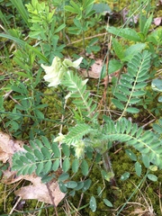 Astragalus tennesseensis