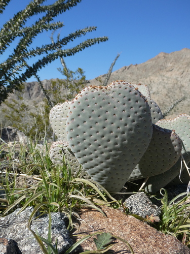 iNaturalist observation photo of Beavertail Pricklypear