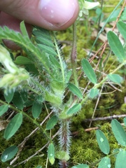 Astragalus tennesseensis
