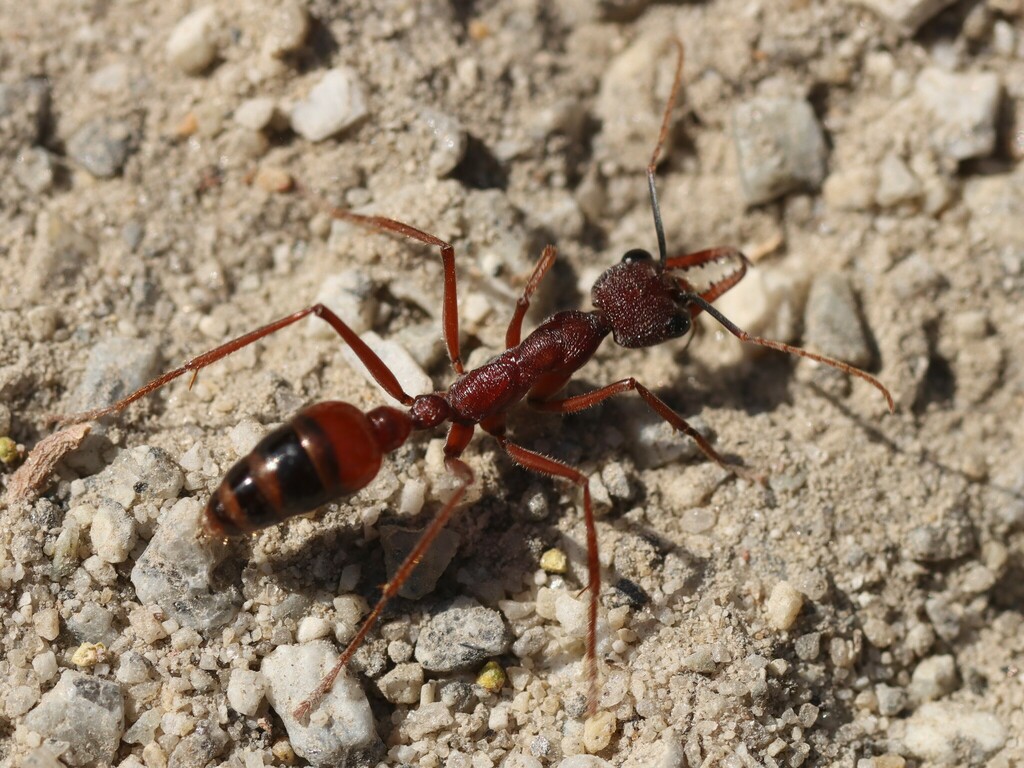 Black-scaped Bull ant from Surf Beach VIC 3922, Australia on February ...