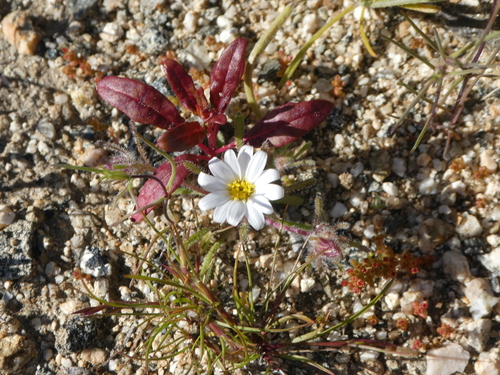 iNaturalist observation photo of Desertstars