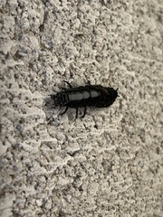 Carabina