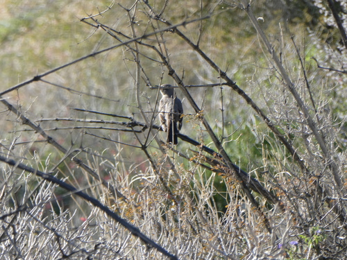 iNaturalist observation photo of Northern Mockingbird