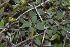 Chenopodium triandrum