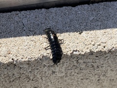 Carabina