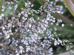 Argyrochosma microphylla