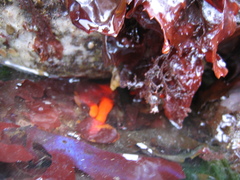 Henricia leviuscula