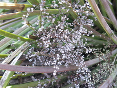 Argyrochosma microphylla