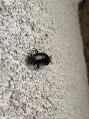 Carabina