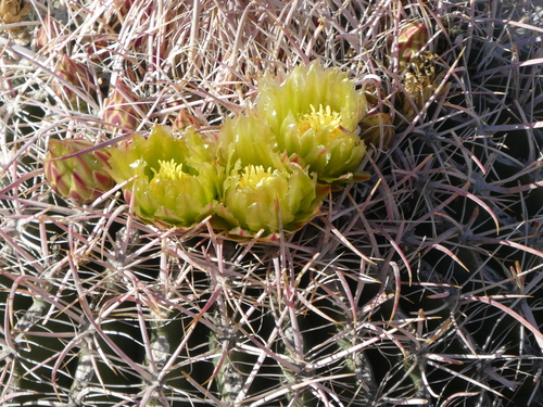 iNaturalist observation photo of California Barrel Cactus