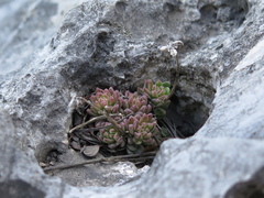Sedum wrightii