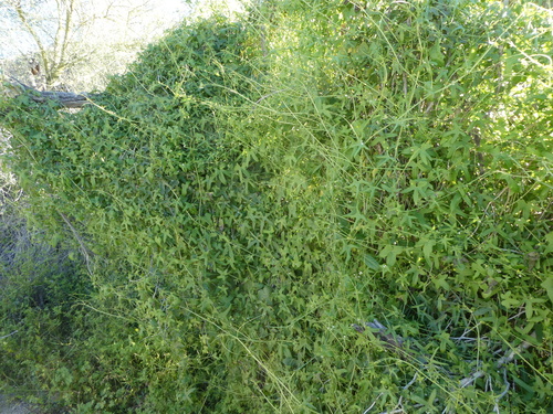 iNaturalist observation photo of Desert Starvine