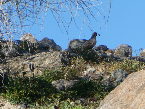 iNaturalist observation photo of Gambel's Quail