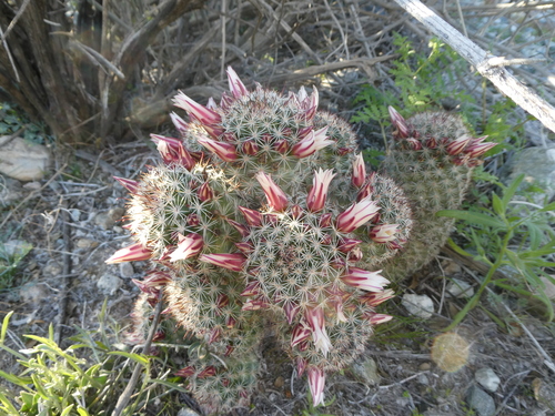 iNaturalist observation photo of Peninsular fishhook cactus