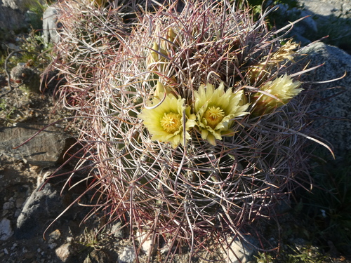 iNaturalist observation photo of California Barrel Cactus