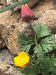 Anemone biflora petiolulosa