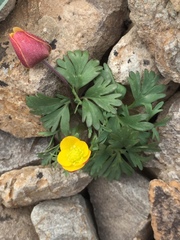 Anemone biflora petiolulosa