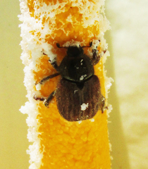 Hoplia