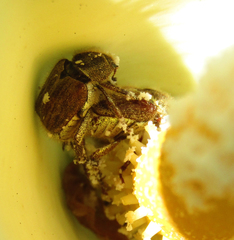 Hoplia