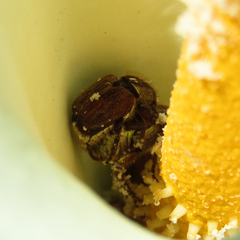 Hoplia