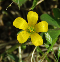 Oxalis