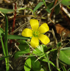 Oxalis