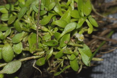 Glossostigma elatinoides