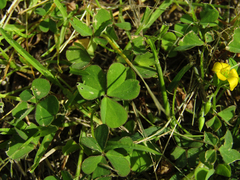 Oxalis