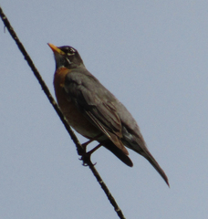 Turdus migratorius