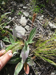 Plantago orbignyana