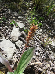 Plantago orbignyana