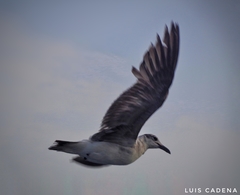 Leucophaeus atricilla