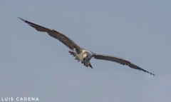 Leucophaeus atricilla