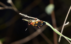 Oncopeltus guttaloides