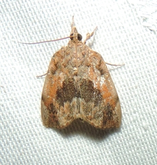 Crocidolomia suffusalis
