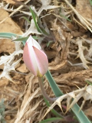 Tulipa biflora