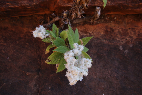 Image of Cremnothamnus thomsonii by no rights reserved