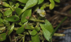 Glossostigma elatinoides