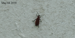 Pyrochroinae